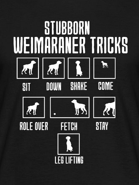 Weimaraner