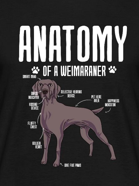 Weimaraner