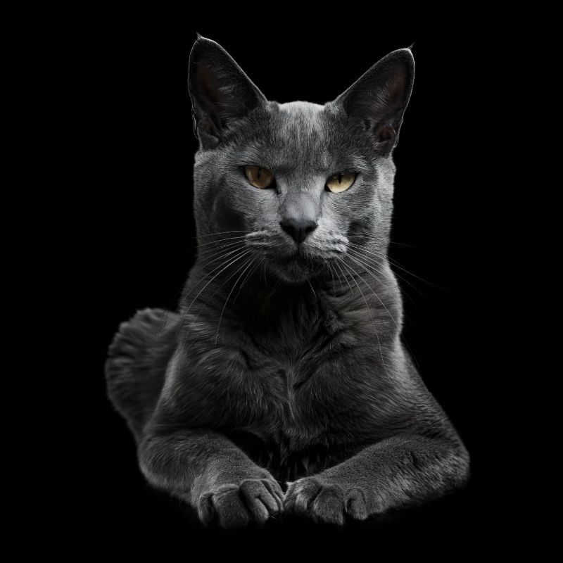 Korat