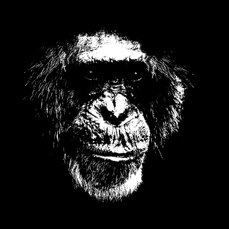 chimpanzé