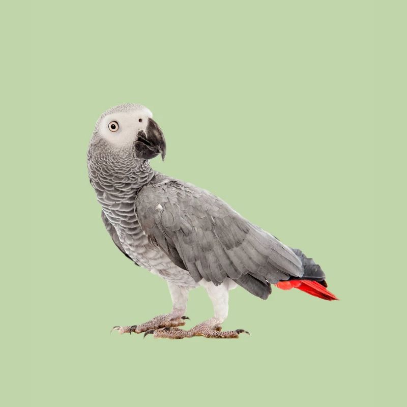 Graupapagei