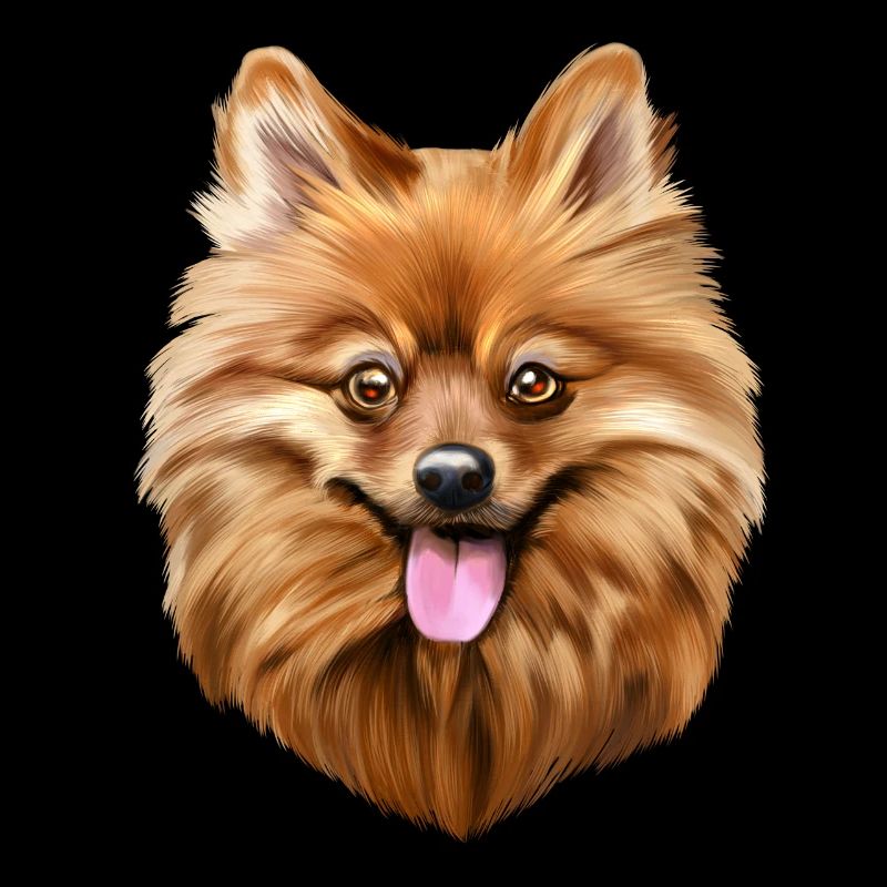 Spitz Hund