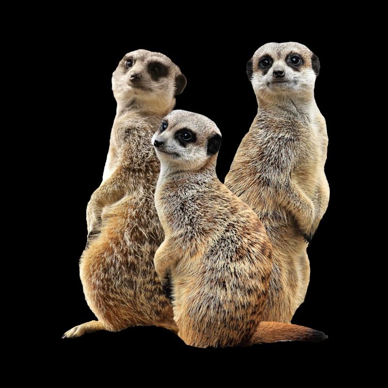 Erdmännchen - Mangusten - Afrika