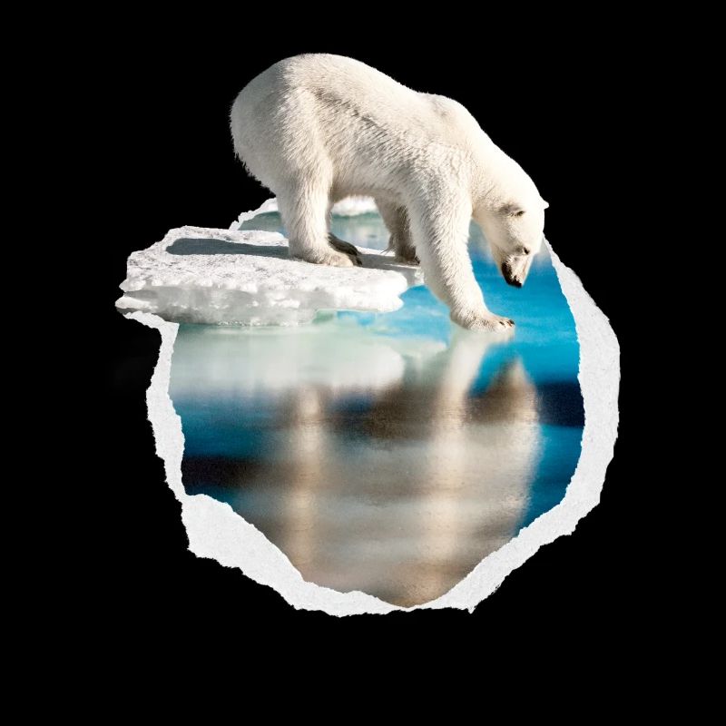 Ein weisses polar Bär auf der Eisscholle weiss Bär