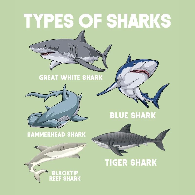 Types de requins
