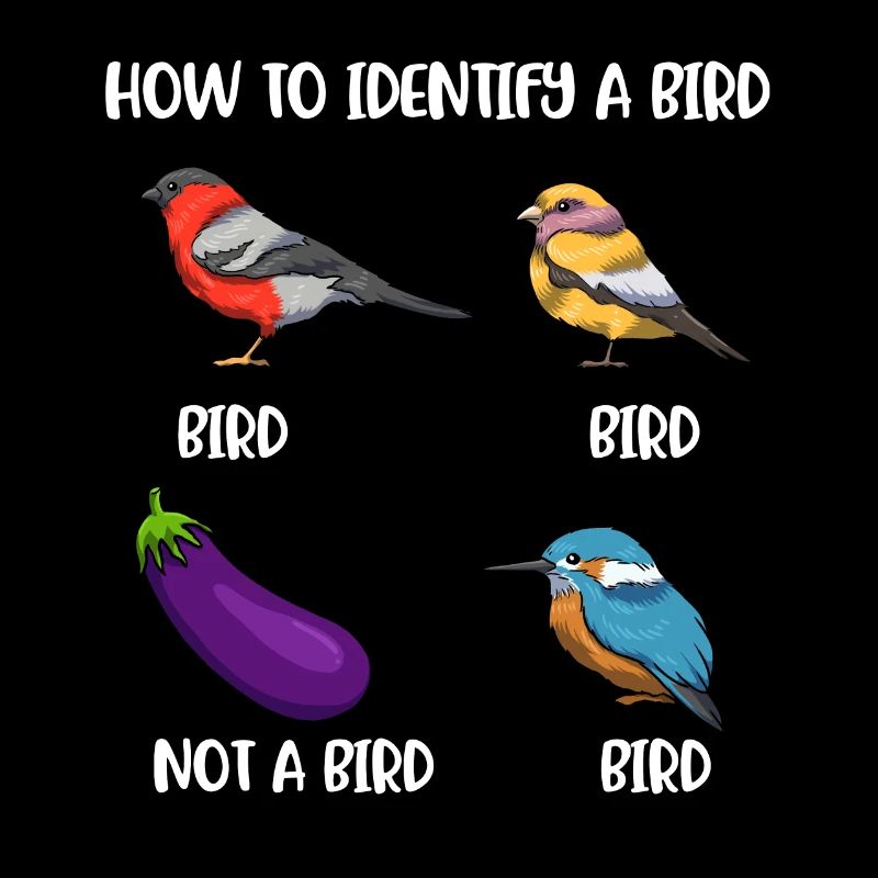 How To Identify A Bird Bird Gift