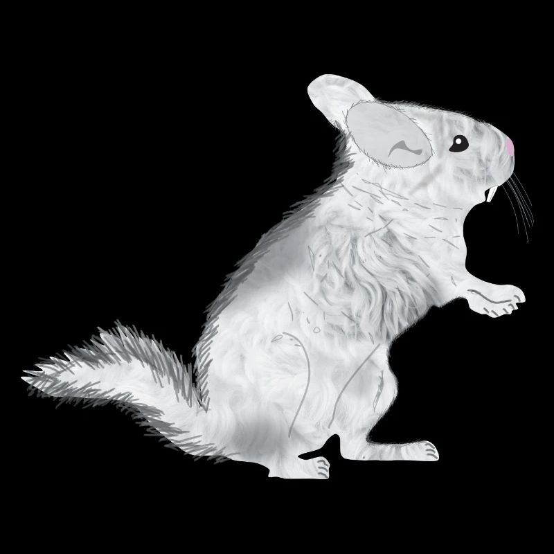 Chinchilla albinos