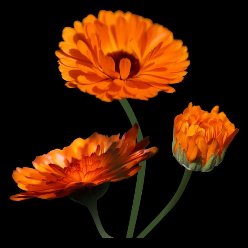 Soucis fleurs d’oranger de souci