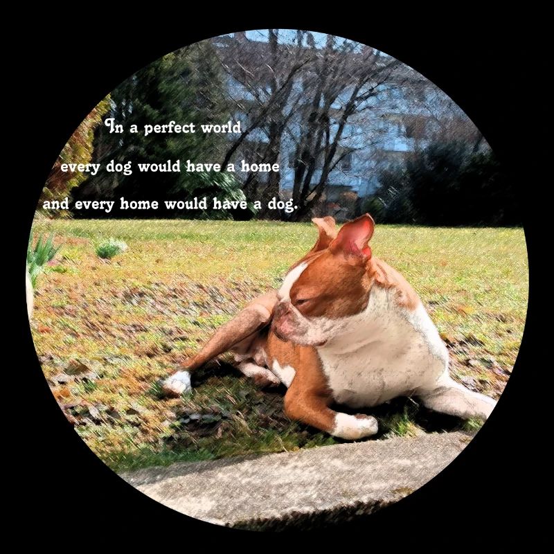 Süßer Hund mit Spruch