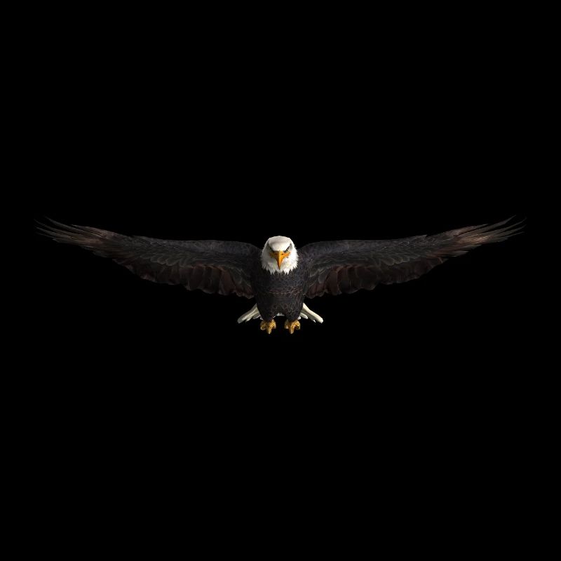 White-tailed Eagle