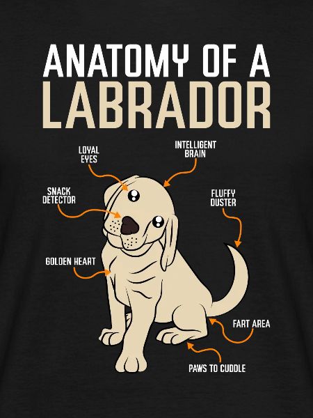 Labrador d'anatomie