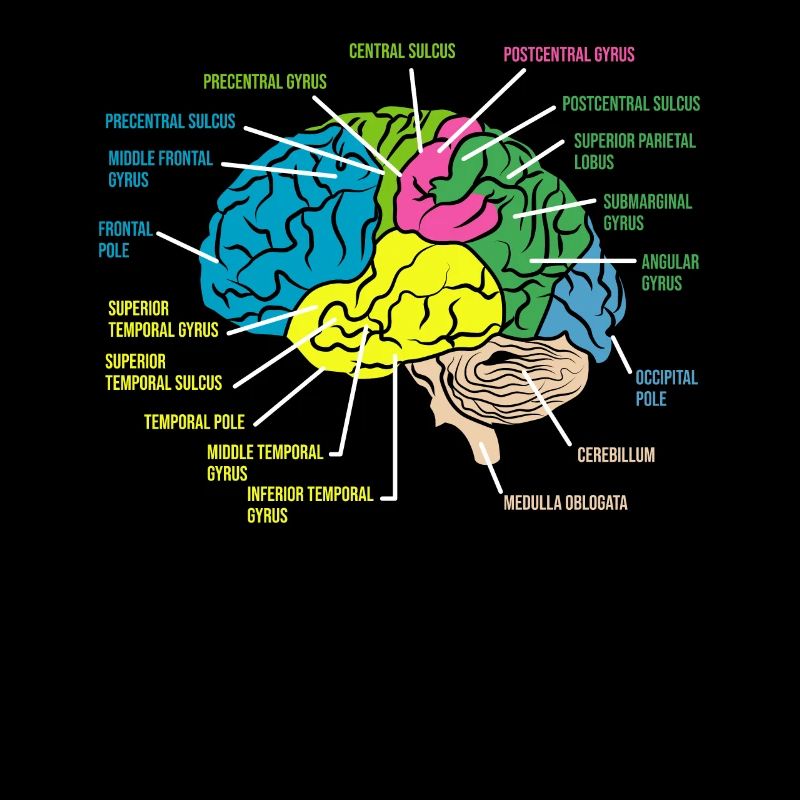 Anatomie du psychologue