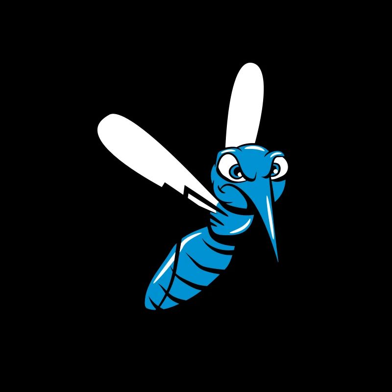 Mosquito mosquito insect