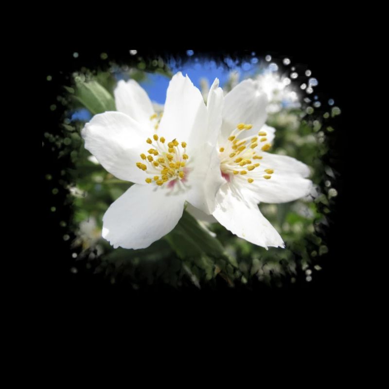 fleurs blanches, fleurs fleurs, fleurs en été, nature