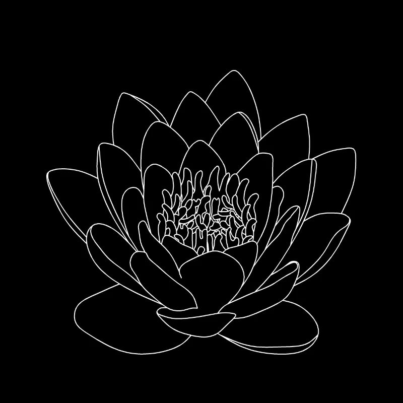 Nénuphar Fleurs Fleur Rose