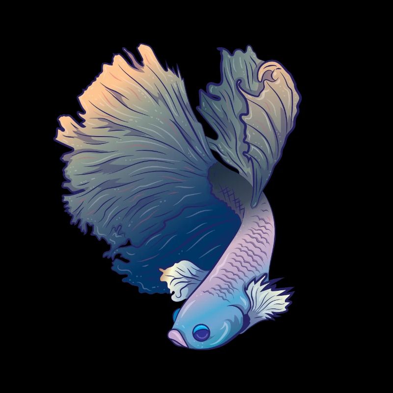 Betta Splenden's Fighting Fish Labyrinth Fish Gift