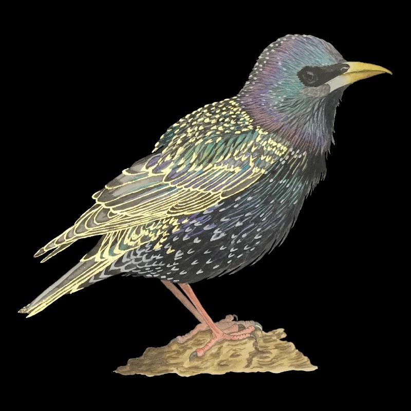 Star Vogel starling