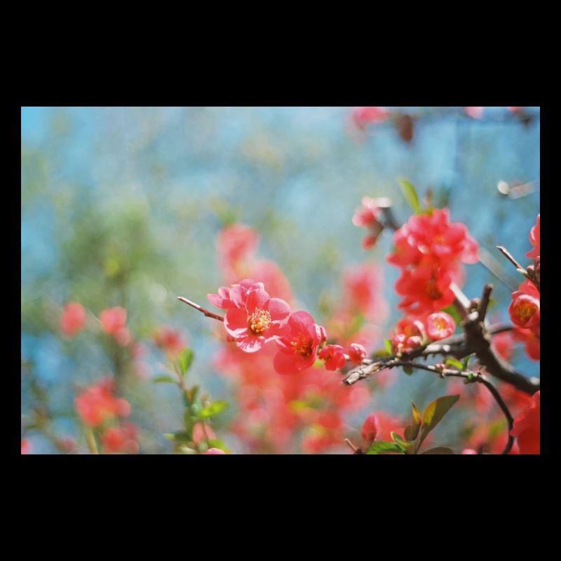Spring buds