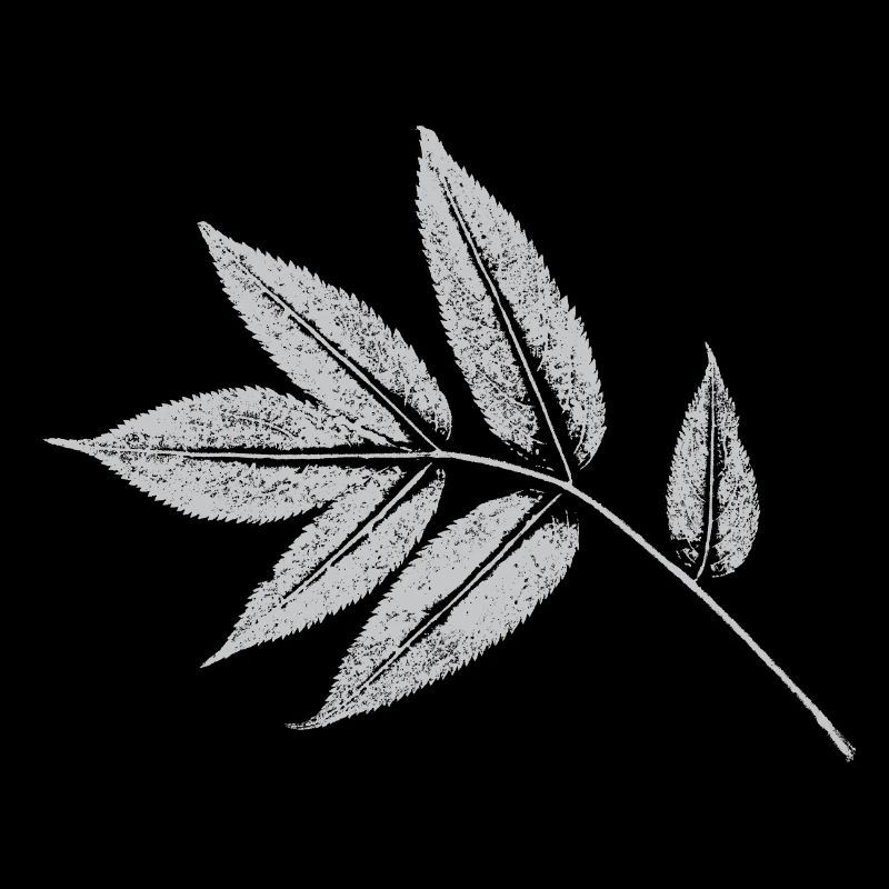 Leaf Ash - Nature & Forest Botanical