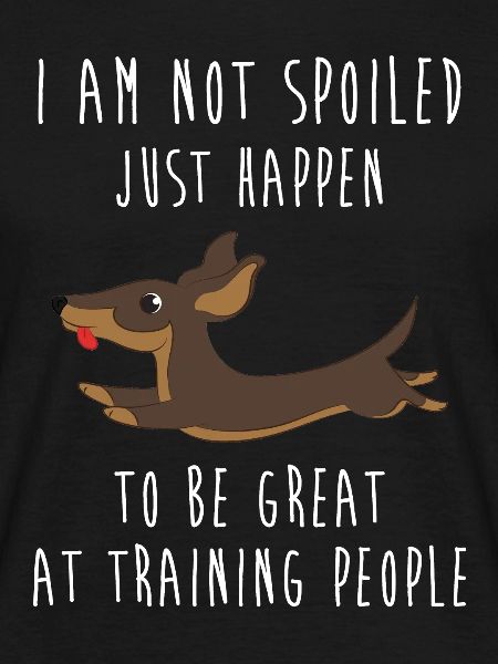 Dachshund
