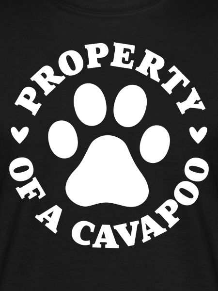 Eigentum eines Cavapoo