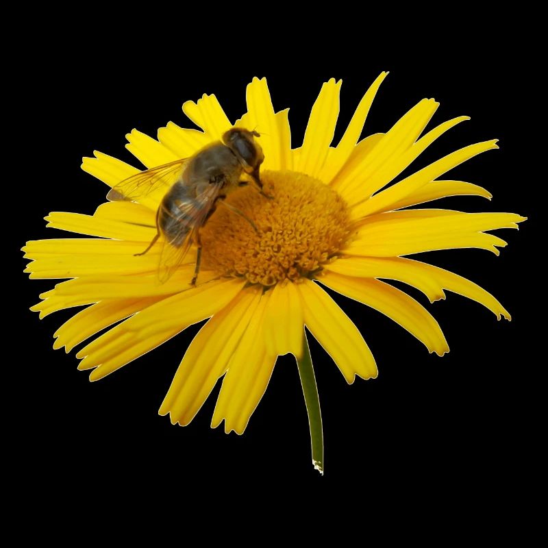 Hoverflies are also useful insects