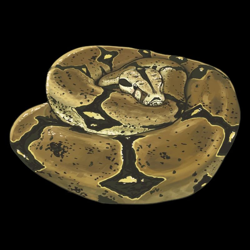 Serpent - Boa-Constrictor - Terrarium - Cadeau