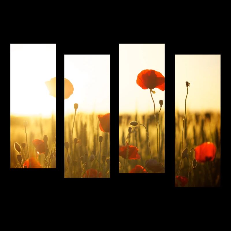 Champ de coquelicots