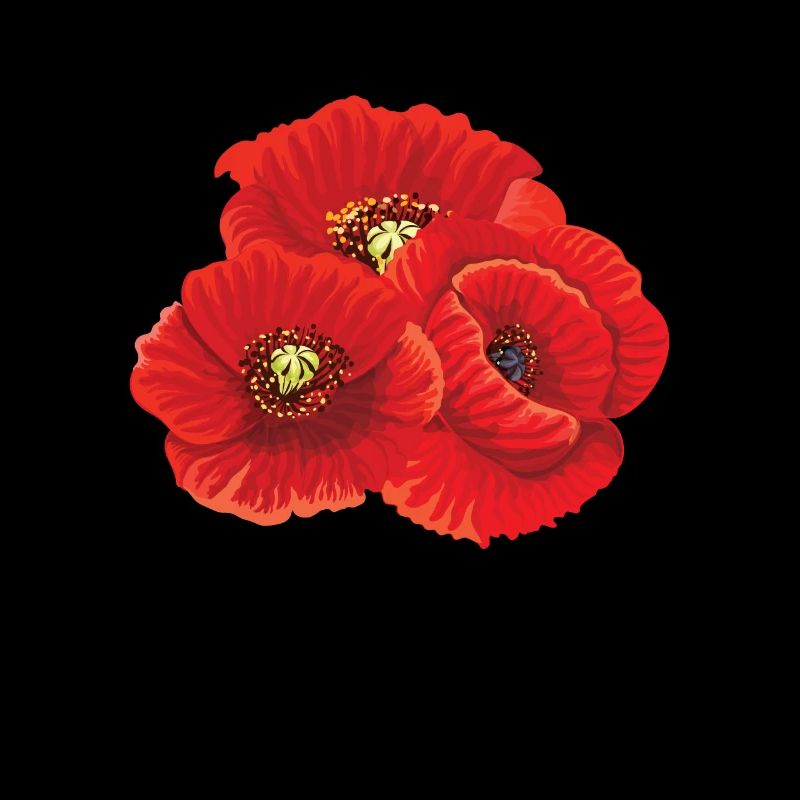 Coquelicot Coquelicot Fleurs Flore Nature