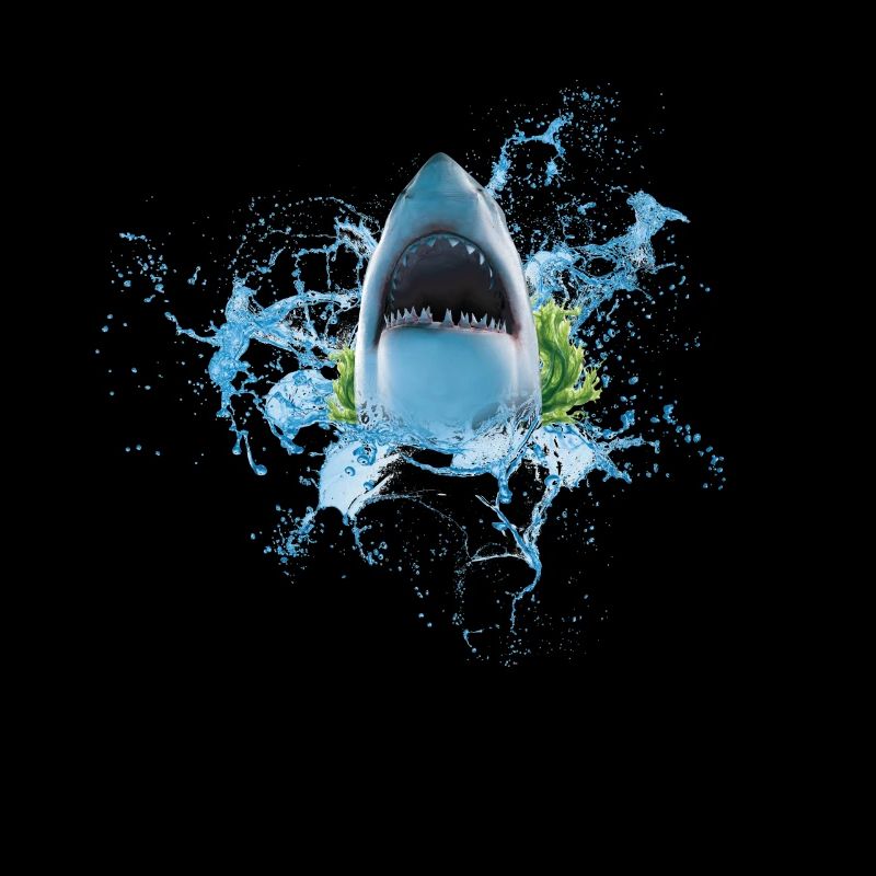 Shark Shark Fish