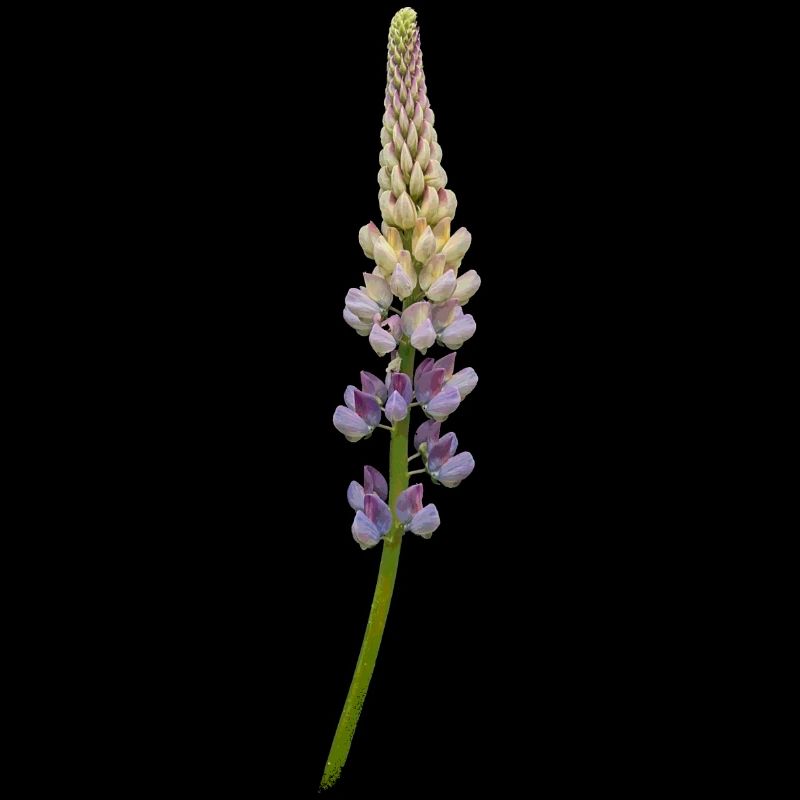 Lupin - Fleur