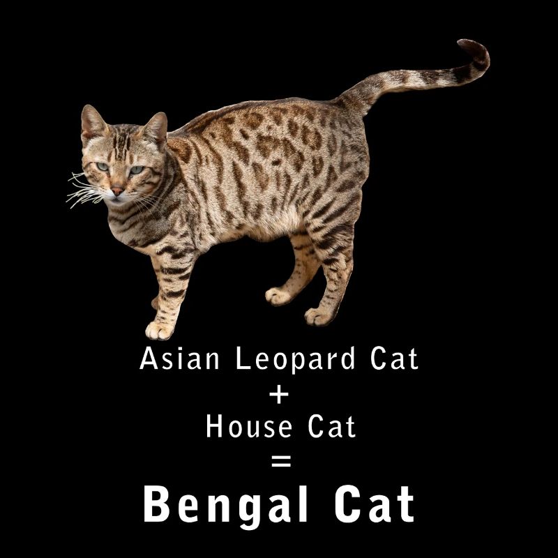 Chat du Bengale, Chat léopard asiatique, Chat domestique