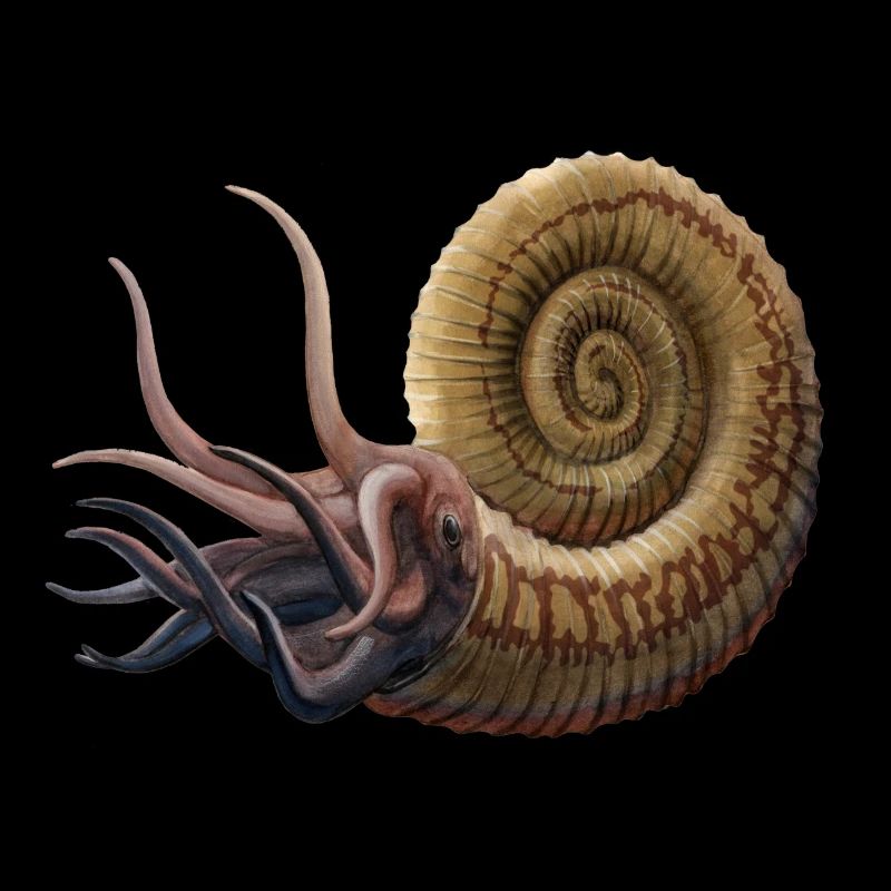 Ammonites