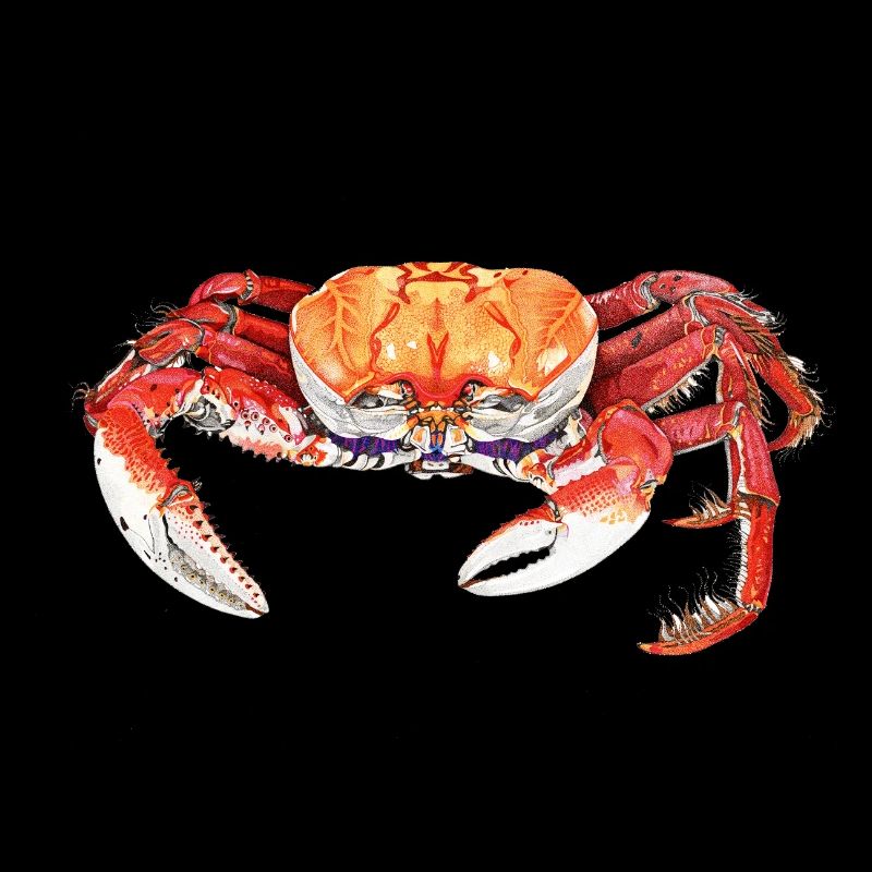 CRABE