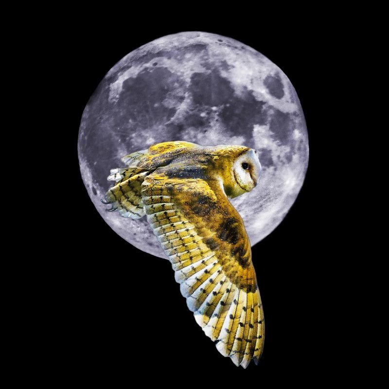 Eule und Mond