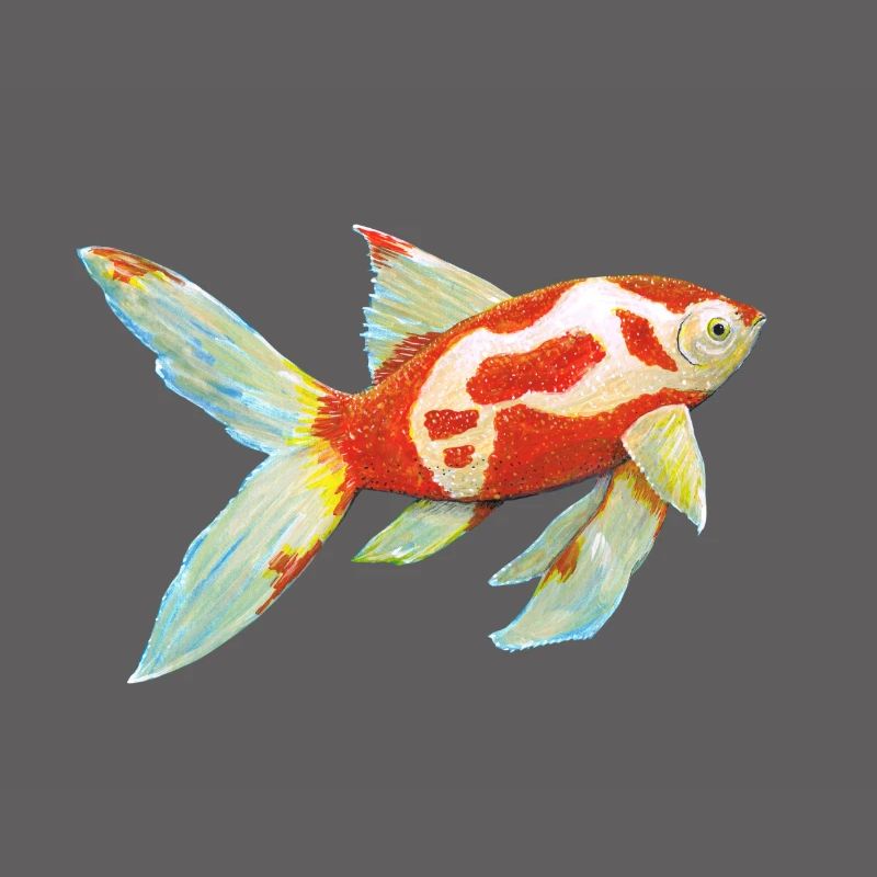 Poisson rouge à queue de comète