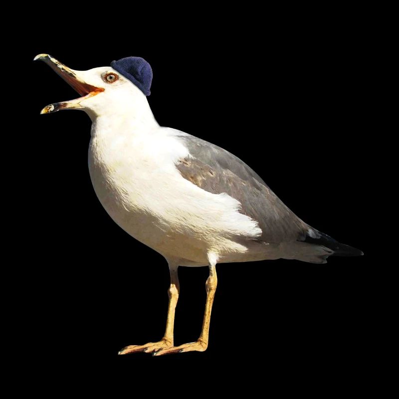 Seagull with cap