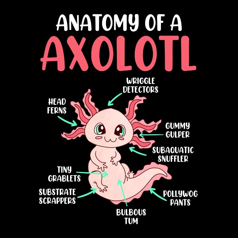 Axolotl Anatomie eines Axolotl