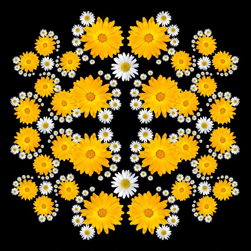 soucis en fleurs, fleur de marguerite, fleur florale
