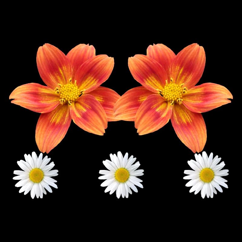 orange Blume mit Margeriten Blüte Gänseblümchen