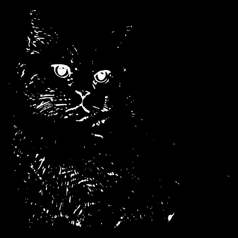 British Shorthair Chat Blanc Chat Chat Blanc Chaton