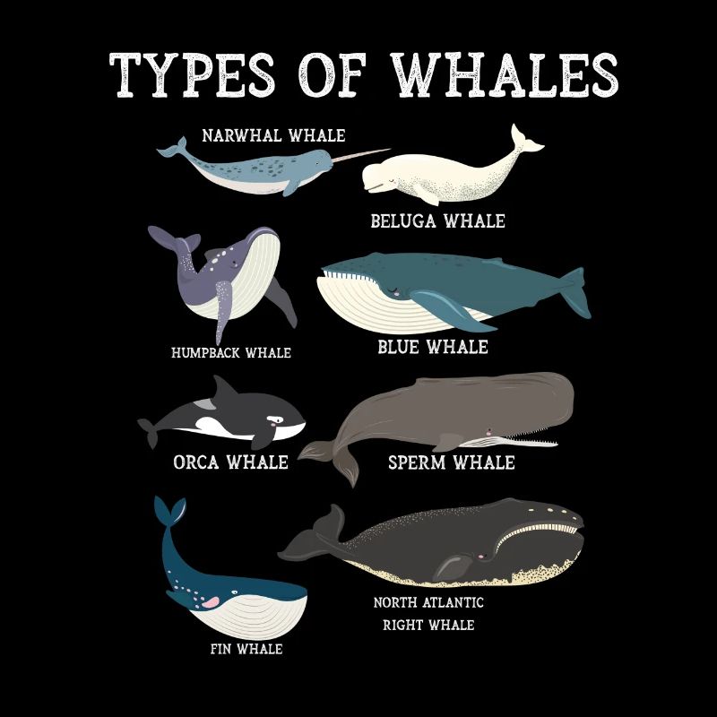 Types de baleines Whale Lovers Whales Espèces de baleines