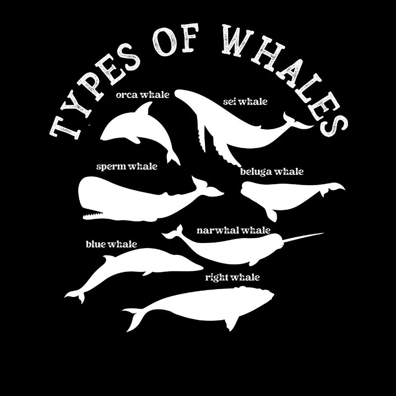 Types de baleines Whale Lovers Whales Espèces de baleines