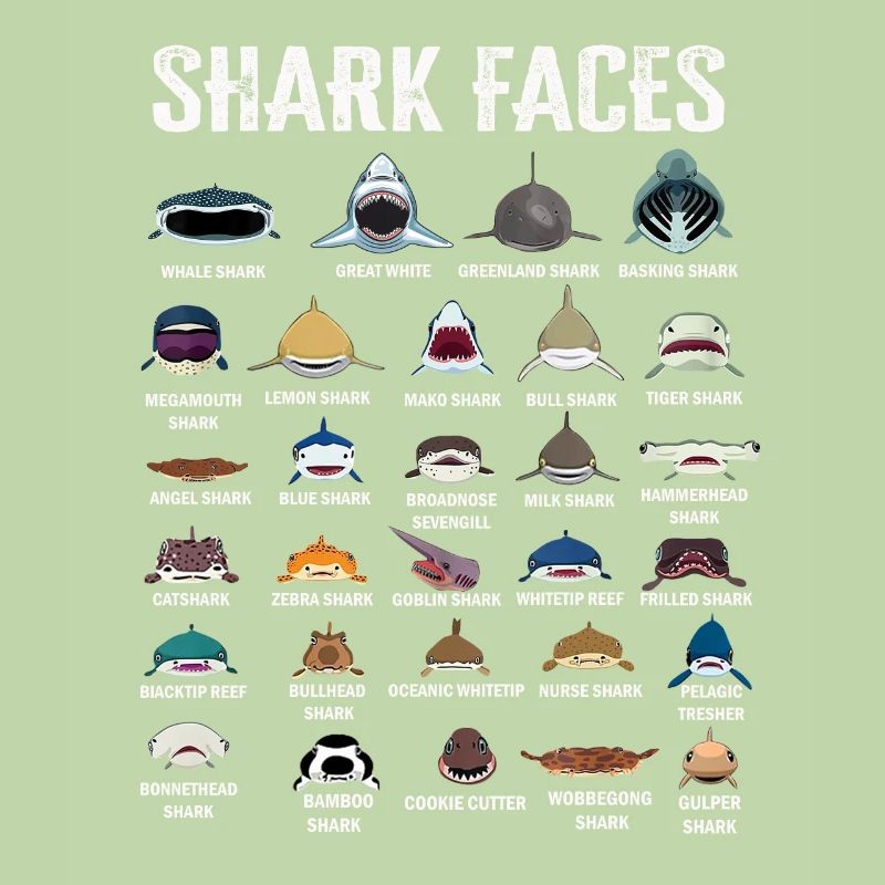 Types de visages de requins. Identification du visage du requin
