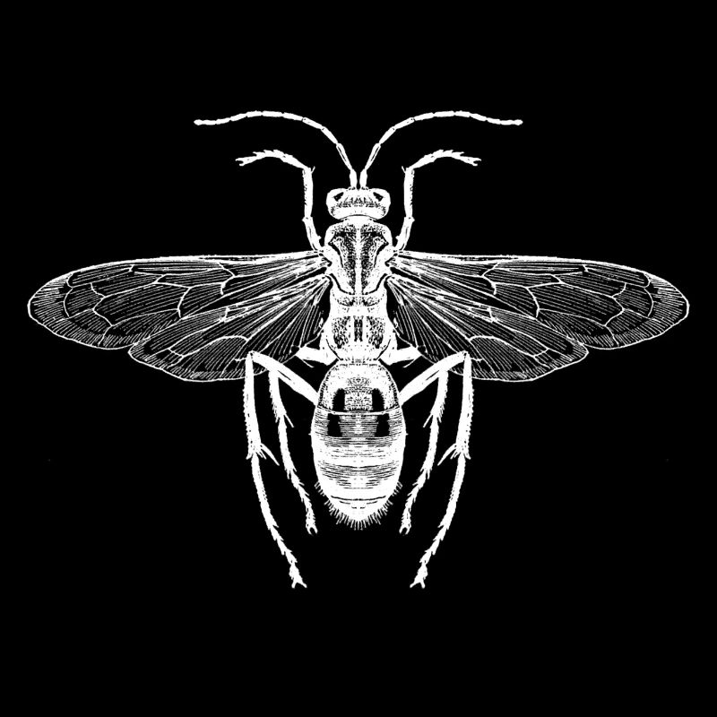 Spider wasp - tarantula killer
