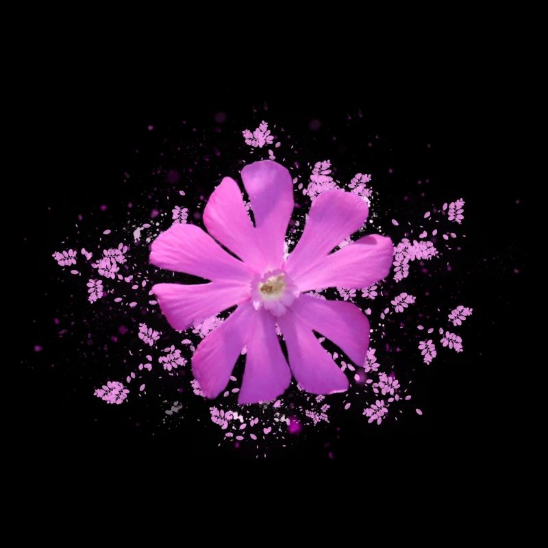 rosa Blüte rosa Blume