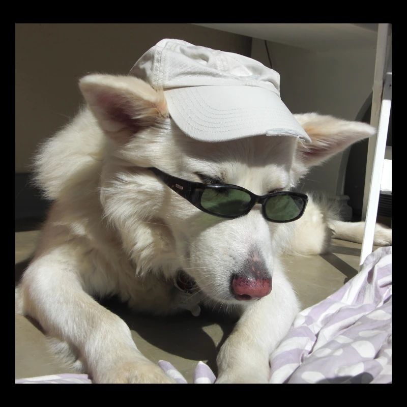 Cohen sehr cool