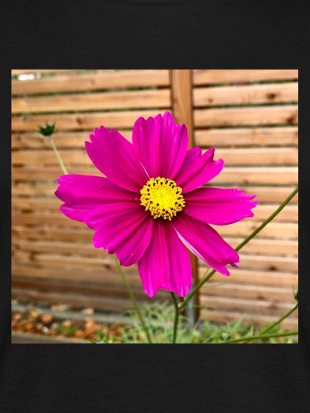 Cosmos Caudatus
