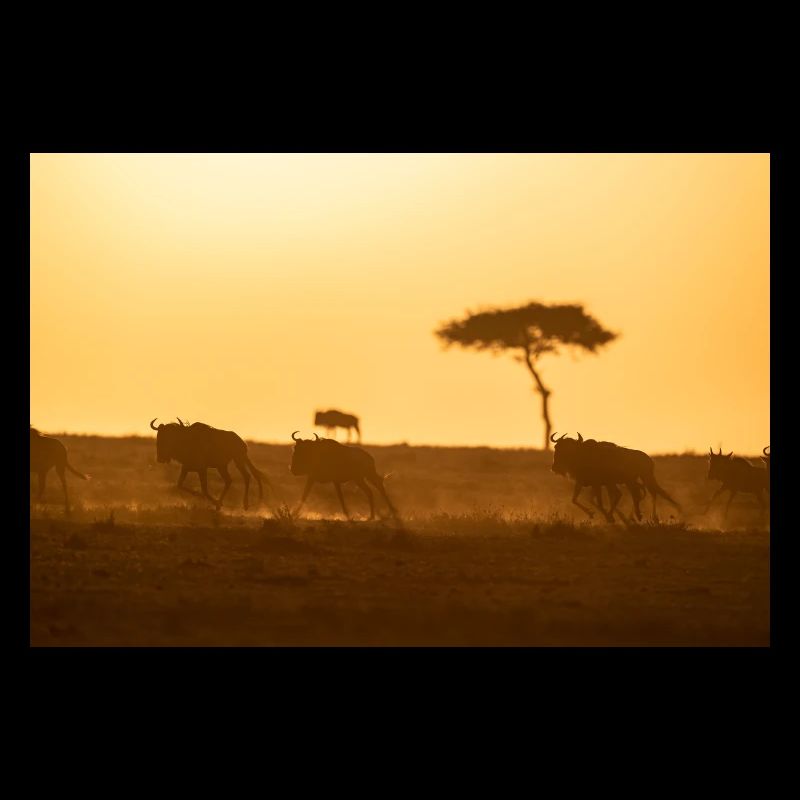 Wildebeest, Gnus D5N 8065