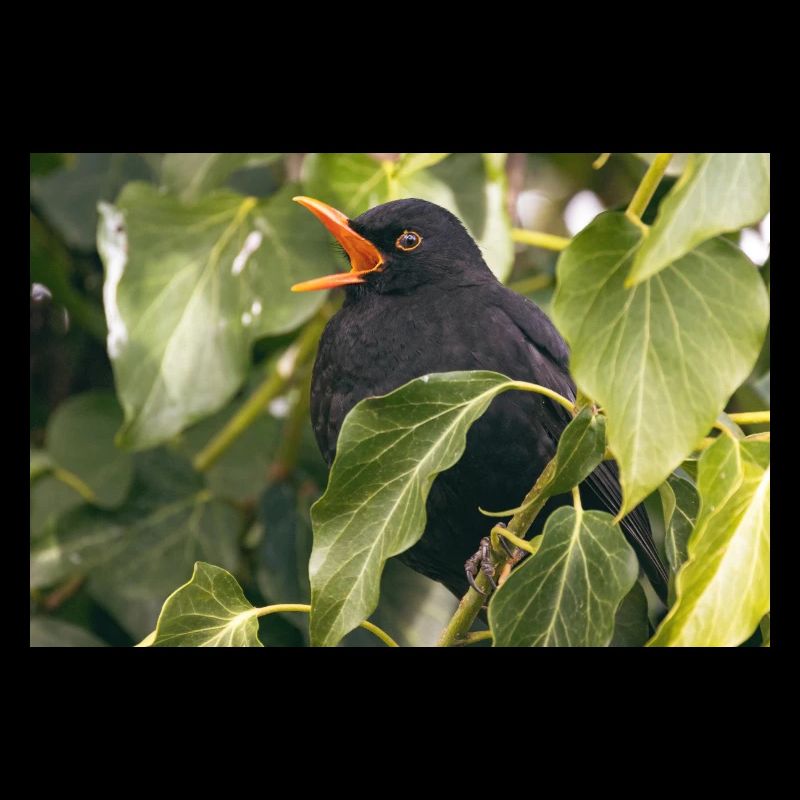 Amsel